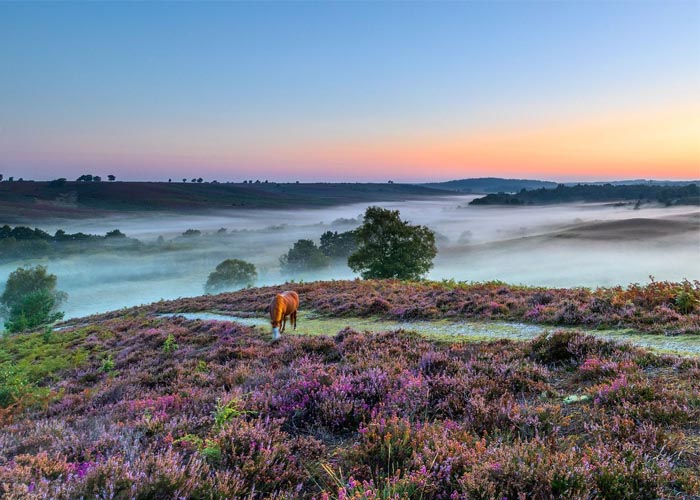 New Forest